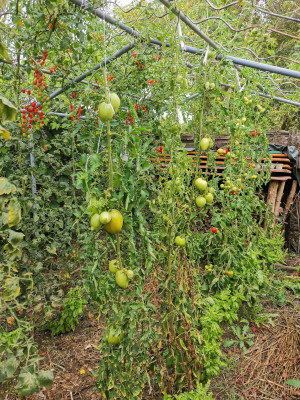 Tomate Amish taste.jpeg