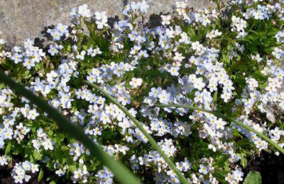 Myosotis_rehsteinerii.JPG