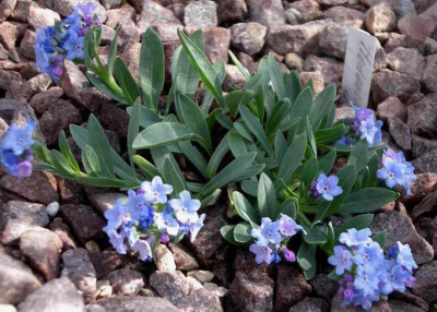 Mertensia_alpina.JPG