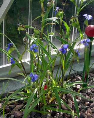 Commelina_dianthifolia_2008-06-25.JPG