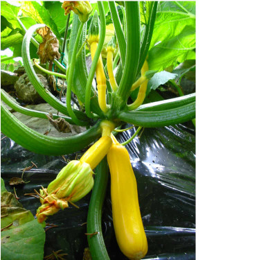 Zucchini_6.08_gold_rush.jpg