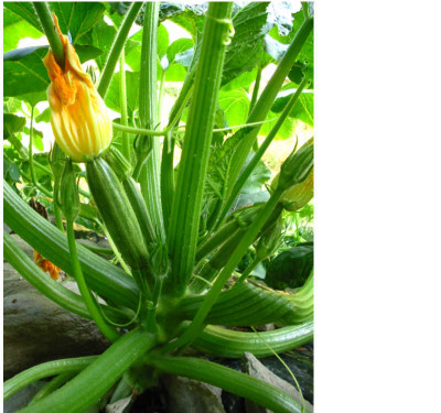 Zucchini_6.08_grun-helle.jpg