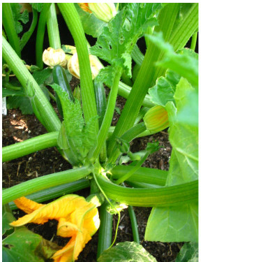 Zucchini_6.08_grune_Diamant.jpg