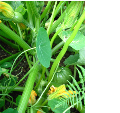 Zucchini_6.08_rund_tondo_di_chioggia.jpg
