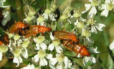 Rhagonycha_fulva_-_Rotgelber_Weichkaefer_04.jpg