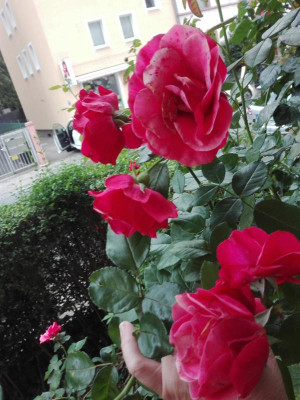 IMG_20230827_133919.jpg