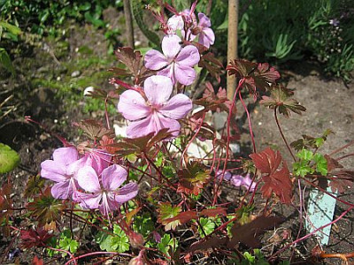 Geranium_x_cantabrigiense_Karmina_06462.jpg