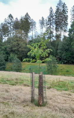 baumschutzeasy.jpg