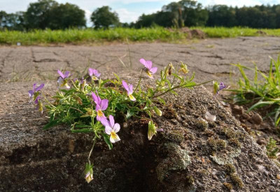 Viola tricolor.jpg