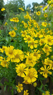 20230828_122522 Helenium Kanaria.jpg