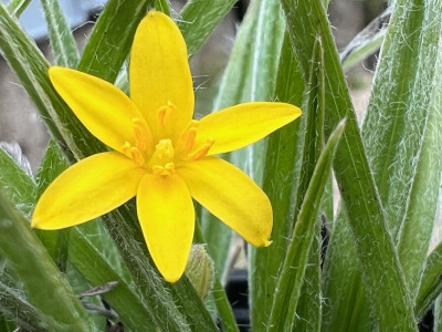 2023-08-28 Hypoxis longifolia a.jpg