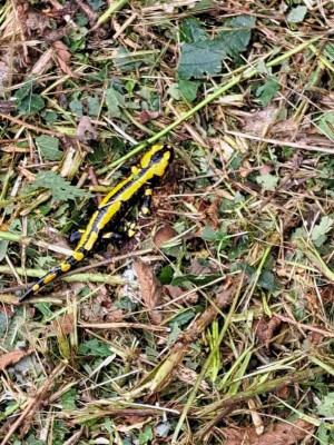 feuersalamander.jpg