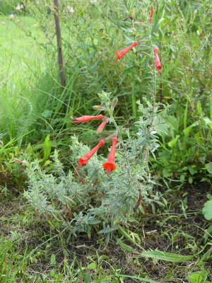 2023-08-30 Zauschneria californica 'Western Hills'.jpg