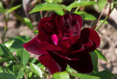 1816BurgundyIce.jpg