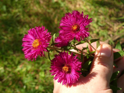 2023-08-30 Aster 2.jpg