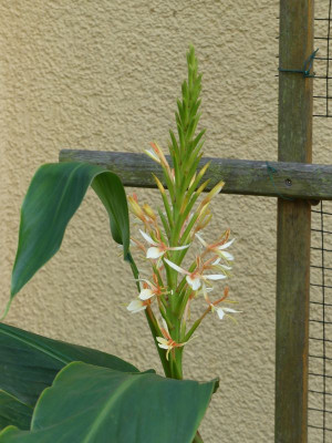 2023-08-30 Hedychium spicatum 1.jpg