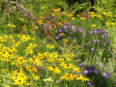 2023-08-30 Gartenimpressionen 1.jpg