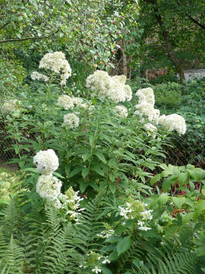 2023-08-30 Eupatorium 'Ton ter Linden' 1.jpg