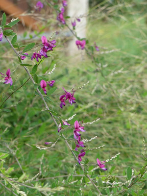 2023-08-30 Lespedeza thunbergii 1.jpg