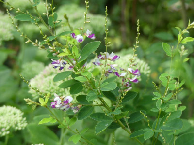 2023-08-30 Lespedeza thunbergii 'Edo Shibori 1.jpg