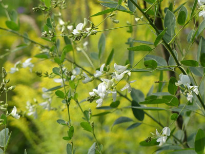 2023-08-30 Lespedeza thunbergii 'White Fountain' 1.jpg