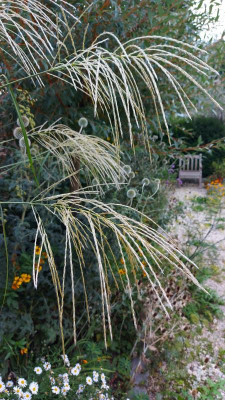 20230830_203600 Miscanthus Silberfeder.jpg