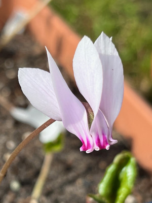 2023-08-30 Cycl. hederifolium.jpg