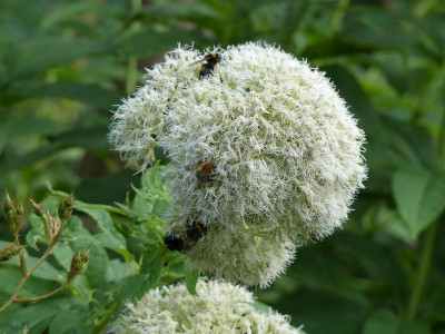 2023-08-30 Eupatorium 'Ton ter Linden' 2.jpg