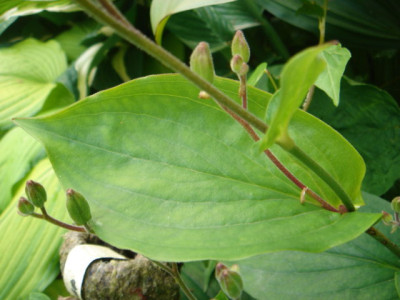Tricyrtis_pulverulenta__Blatt.JPG