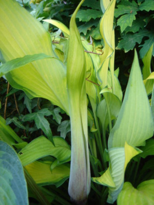 Arisaema_evtl._ciliatum.JPG
