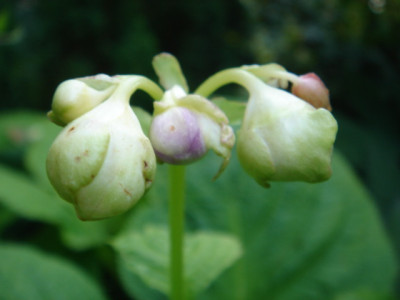 Deinanthe_bifida.JPG