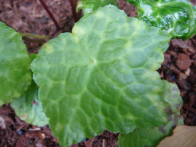 Asteropyrum_cavaleri.JPG