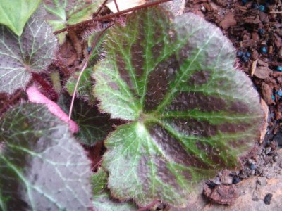 Saxifraga_stolonifera_Kinki_Purple_.JPG