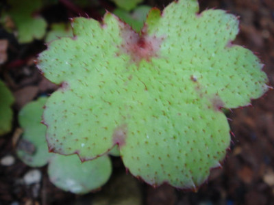 Saxifraga_cortusifolia_var._fortunei_Cheap_Confections.JPG