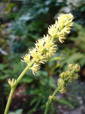 Tofieldia_calyculata_1.JPG