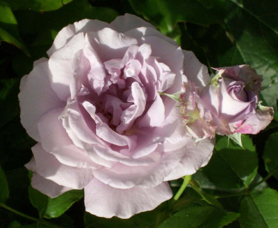 Rosenmalerin_Sigrid_7758k.jpg