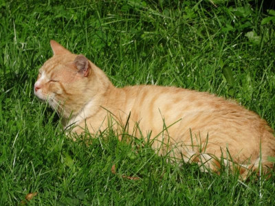 garfield17.jpg