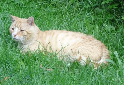 garfield16.jpg
