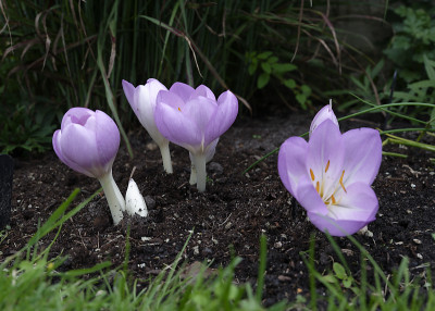 DSC_7982_DxO.jpg