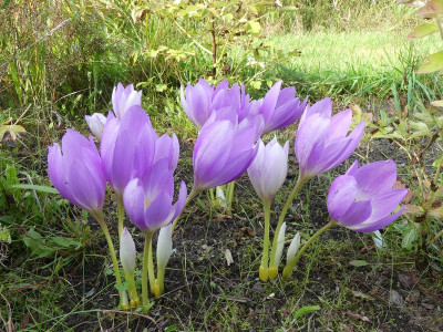 2023-08-30 Colchicum 'Lilac Wonder'.jpg