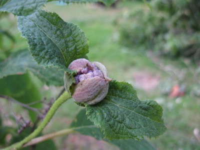 H_involucrataIMG_0881_640x480.JPG