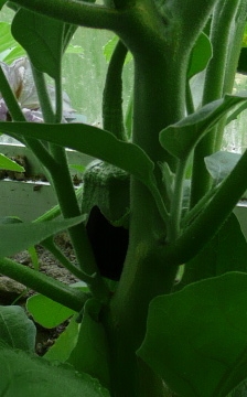 aubergine.JPG