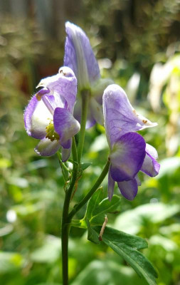 20230901_155157 Aconitum austroyunnanense.jpg