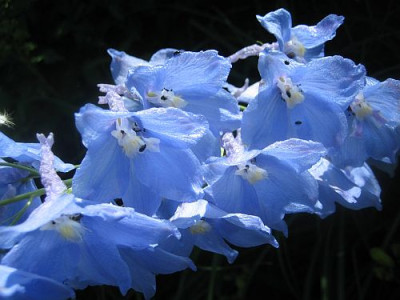 Delphinium_Berghimmel_04891.jpg