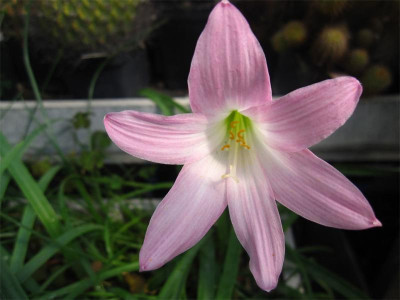 Habranthus--robustus1.jpg