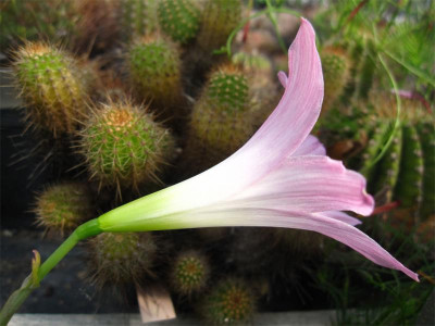 Habranthus--robustus2.jpg