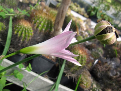 Habranthus--robustus3.jpg