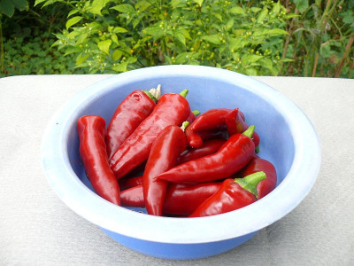 230902_Szegediner Gewürzpaprika.jpg