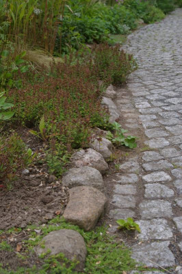 Teucrium.001.jpg