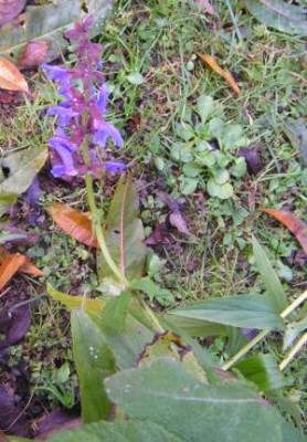 Salvia.jpg